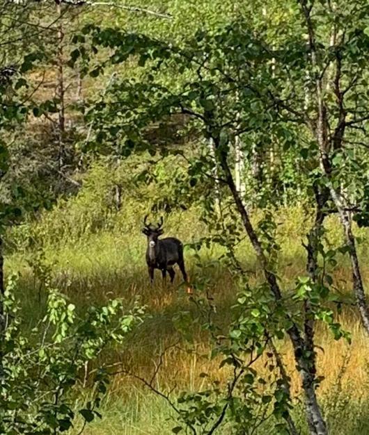 Off-Grid Cabin In Nattavaara Lapland エクステリア 写真