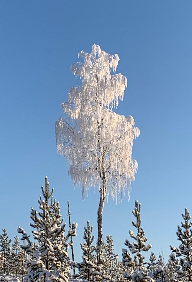 Off-Grid Cabin In Nattavaara Lapland エクステリア 写真