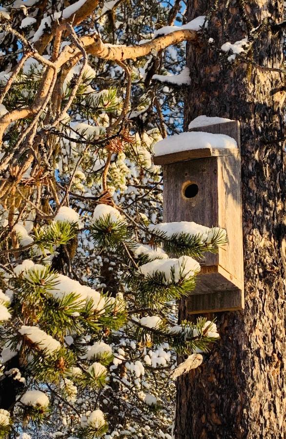 Off-Grid Cabin In Nattavaara Lapland エクステリア 写真